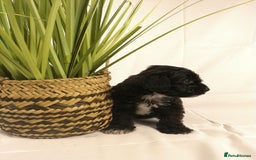Yorkiepoo dogs for sale: Tiny Yorkipoos beautiful fluff balls puppies - Image 27