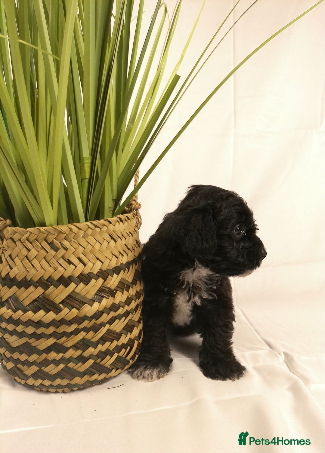 Yorkiepoo dogs for sale: Tiny Yorkipoos beautiful fluff balls puppies - Image 27