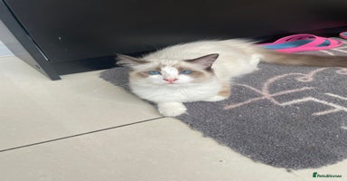 Ragdoll cats - Advert 3