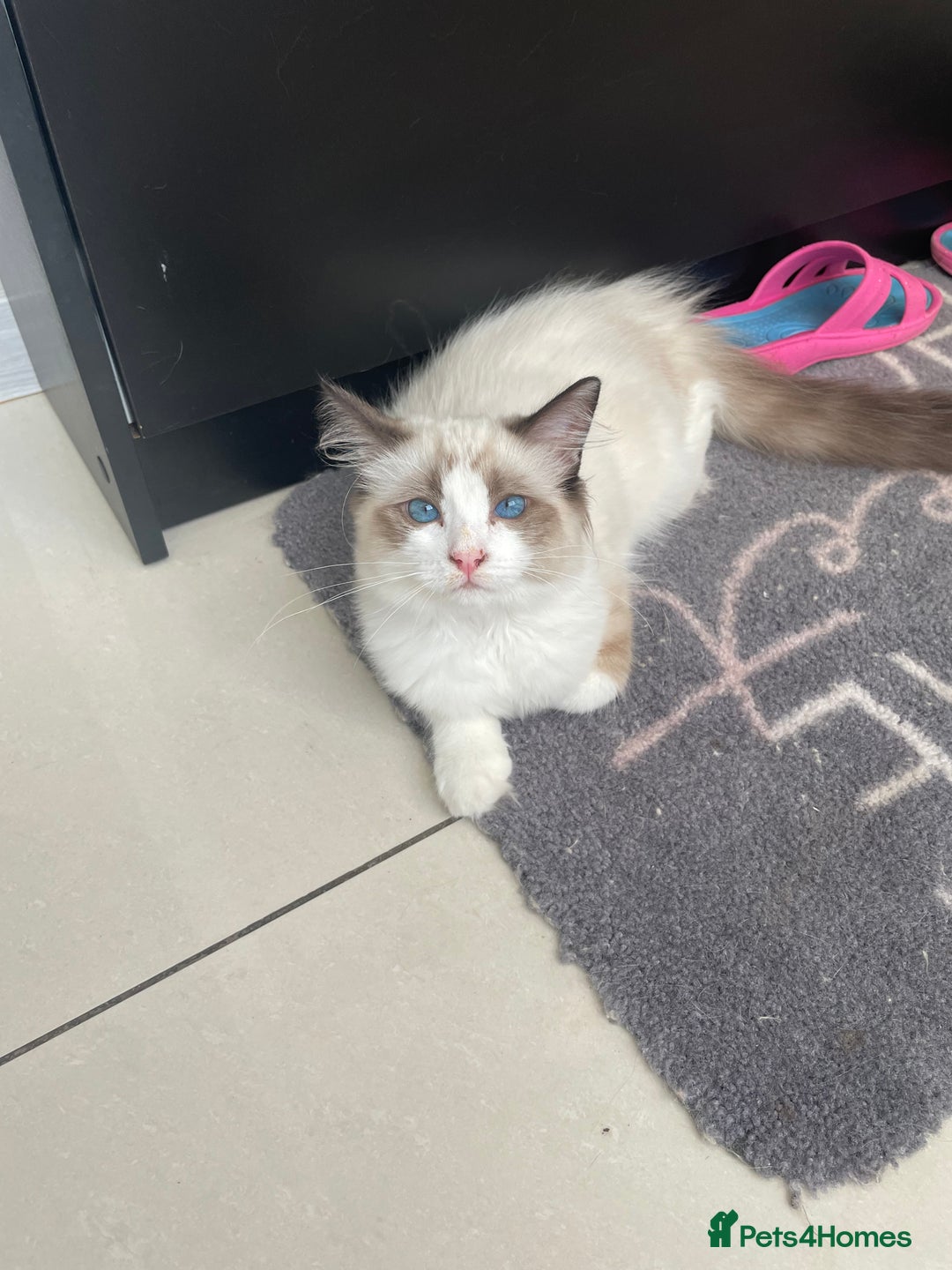 Ragdoll cats for sale: Ragdoll  - Image 3