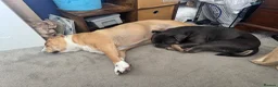 Mixed Breed dogs for sale: Beautiful year old male English x French Bulldog - Advert 4