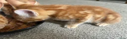 Domestic Shorthair cats for sale: Two stunning ginger kittens for sale.  in Basingstoke - Advert 15