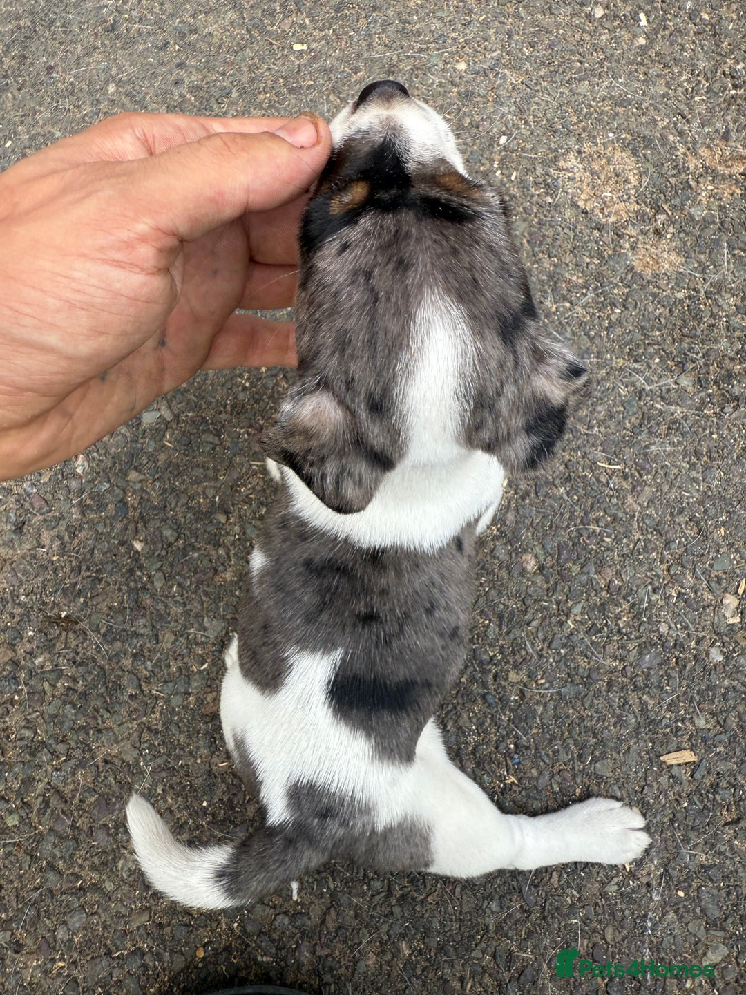 Jack Russell dogs for sale: Jack Russel Puppies For Sale  - Image 15
