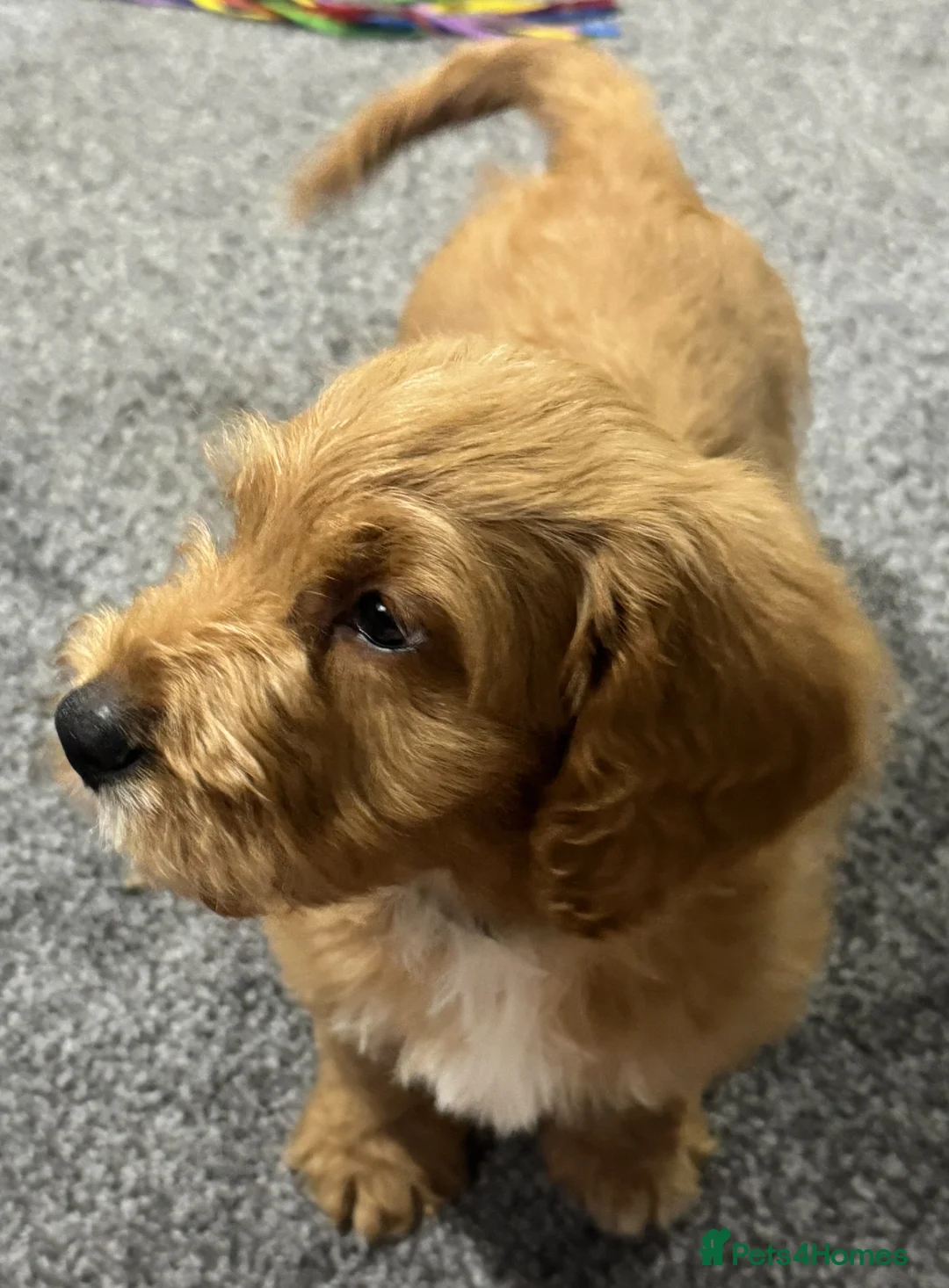 Australian Labradoodle dogs for sale: Multi-Gen Australian Labradoodle Puppies - Advert 12