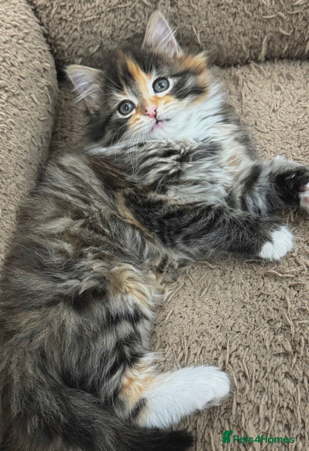 Mixed Breed cats for sale: GORGEOUS KITTENS  - Advert 10