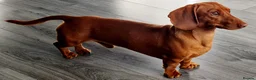 Miniature Dachshund dogs for stud: Richie proven and ready to stud. in Liverpool - Advert 9
