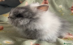 Lionhead rabbits for sale: Stunning DM lionhead rabbits 🐰 - Image 4