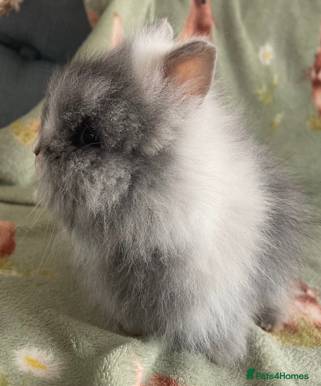 Lionhead rabbits for sale: Stunning DM lionhead rabbits 🐰 - Image 4