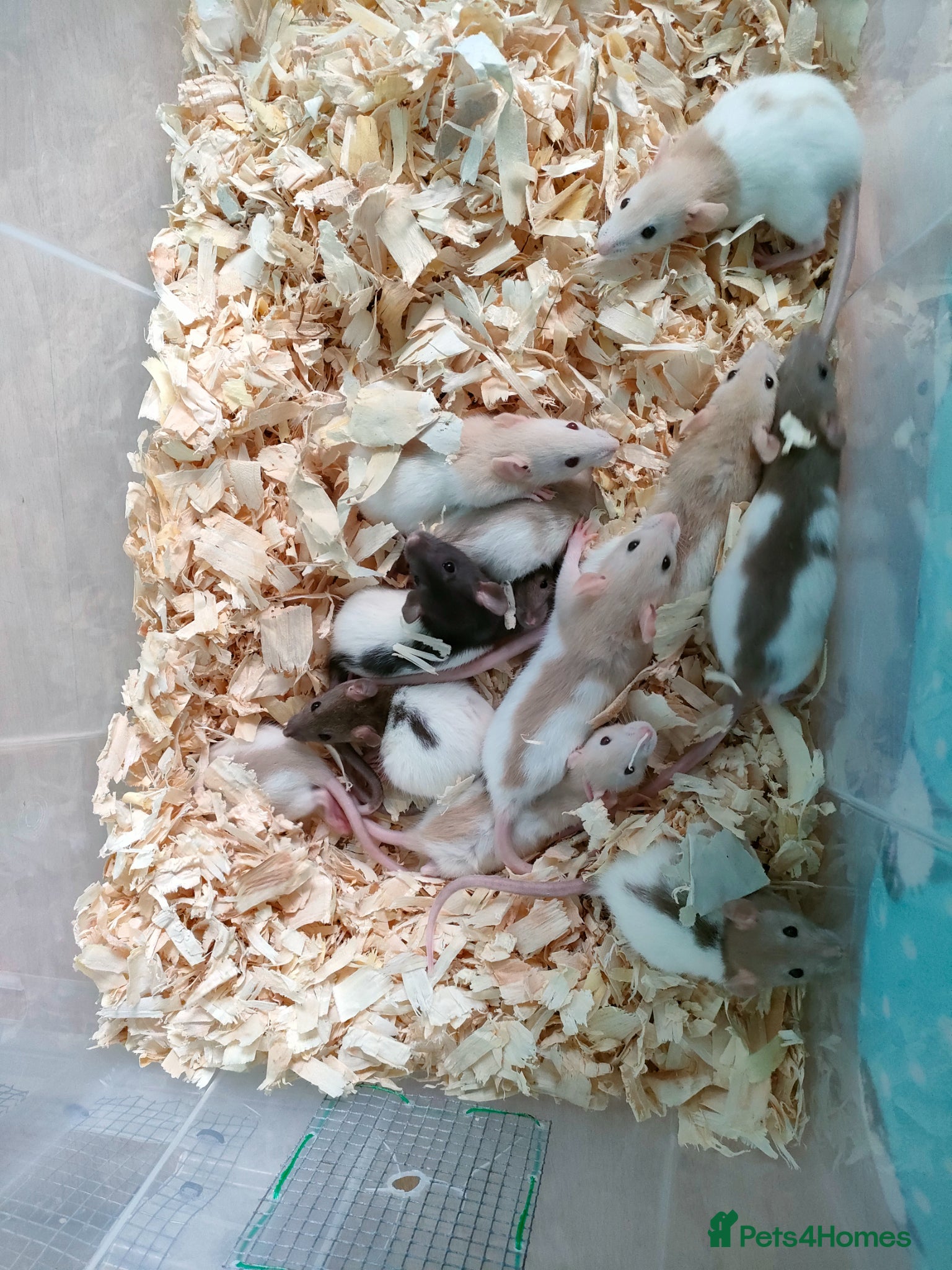 Rat rodents Baby hooded rats - Advert 1