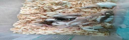 Rat rodents for sale: Baby hooded rats - Advert 1