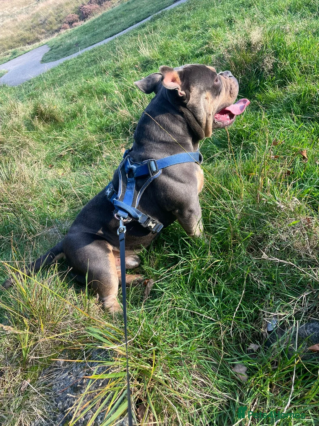 American Bully dogs for stud: Rollo American pocket bully for stud  - Advert 2