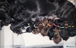 Cocker Spaniel dogs for sale: Cocker Spaniel Puppies (Leave December 1st🎄🐕💖) - Image 10
