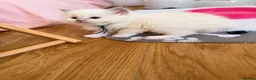 Ragdoll cats for sale: Exquisite Ragdoll litter   - Advert 29