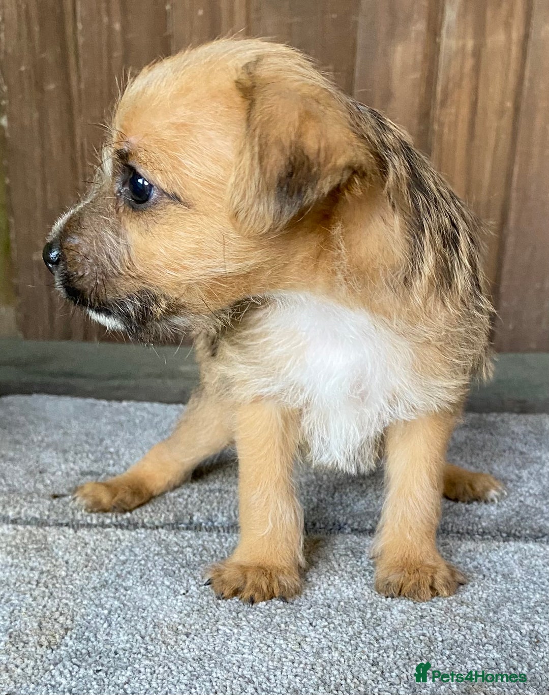 Jack Russell dogs for sale:  **  JACK RUSSELL PUPPIES - READY TO GO - Advert 21