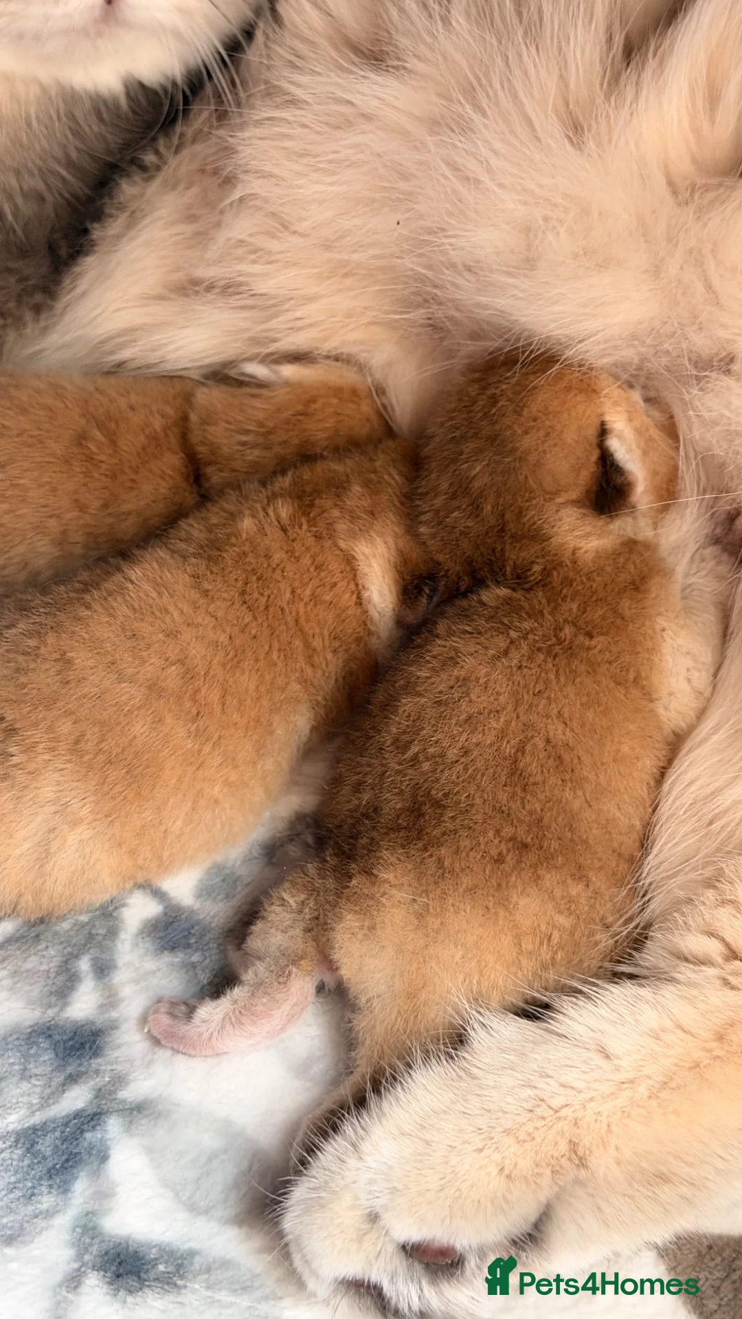 British Shorthair cats for sale: BSH Golden kittens from Champions Line 🏆 - Advert 7