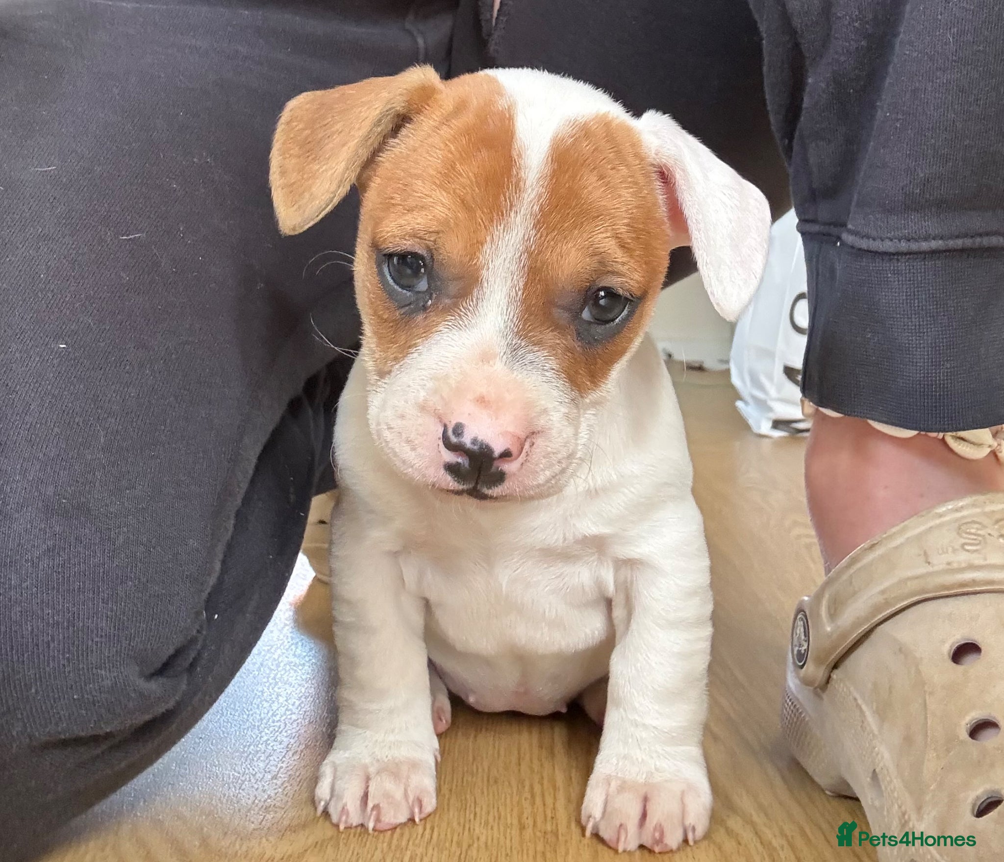 Mixed Breed dogs for sale: 5 Beautiful pups  - Advert 1