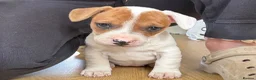Mixed Breed dogs for sale: 5 Beautiful pups  in Stratford-upon-Avon - Advert 1