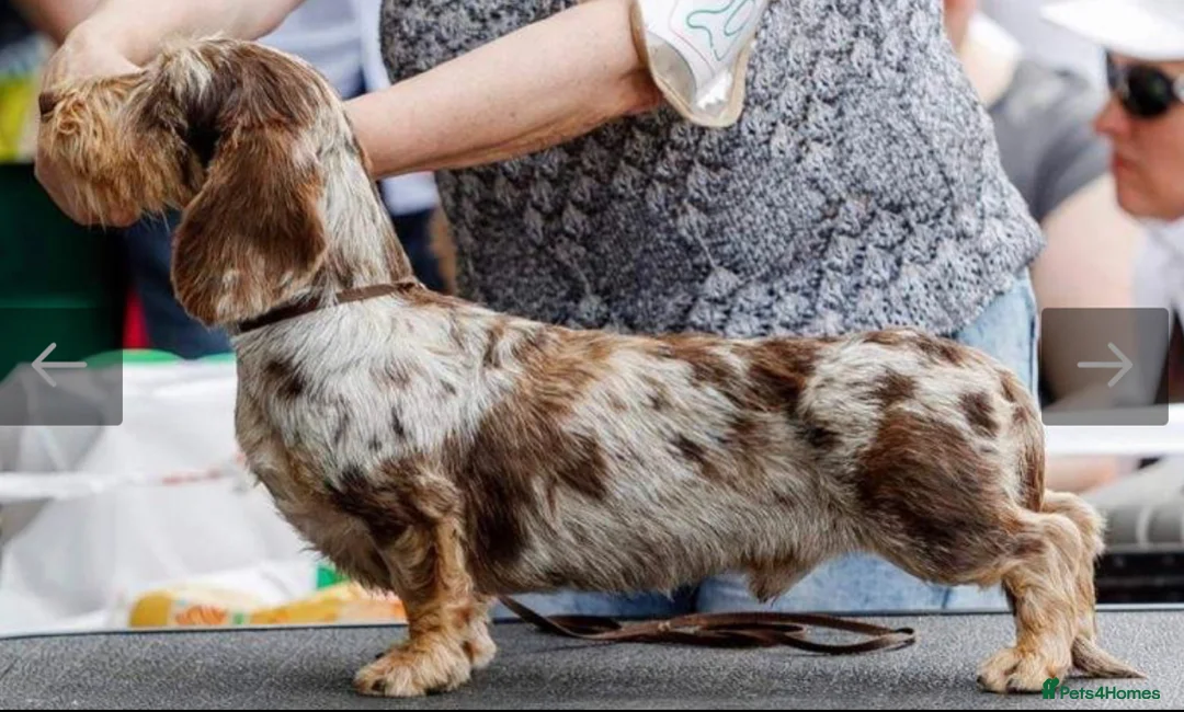 Dachshund dogs for sale: 1 available Kc miniature wire hair dachshunds  - Advert 3