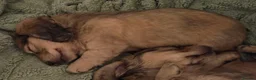 Dachshund dogs for sale: 4 Long Haired Mini Dachshunds beautifully stunning - Advert 25