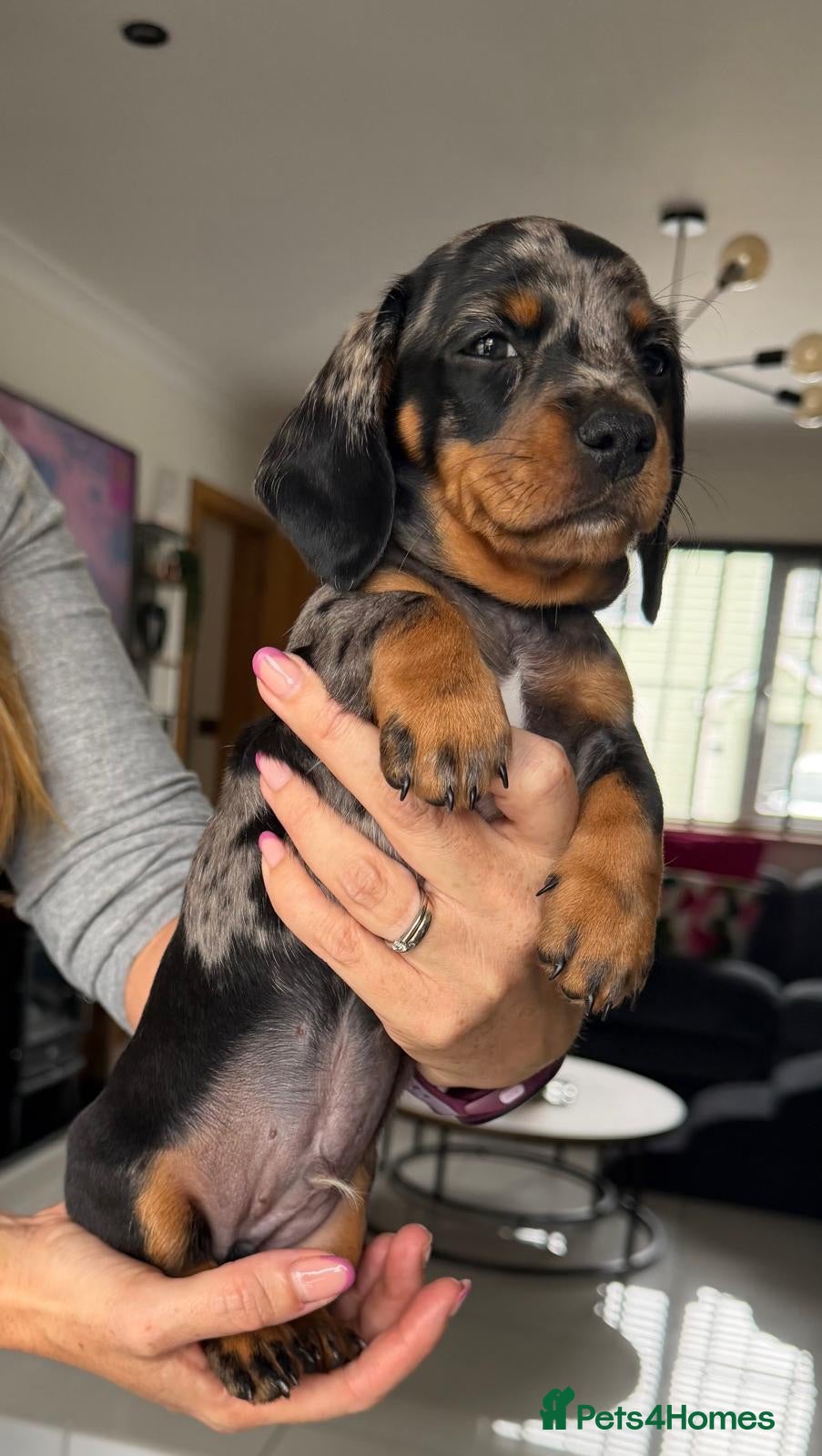 Miniature Dachshund dogs Beautiful Miniature Dachshunds - Advert 10