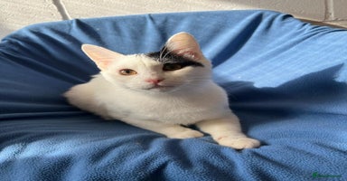 Mixed Breed cats ARES BOY - FIONA MIX TURKISH ANGORA GIRL BONDED  - Advert 1