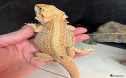 Bearded Dragon reptiles for sale: Baby bearded dragons  - Image 1
