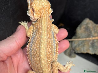Bearded Dragon reptiles - Advert 6
