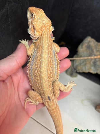 Bearded Dragon reptiles - Advert 4