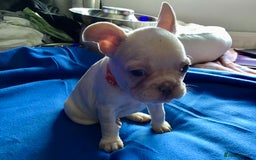 French Bulldog dogs for sale: French bulldog puppies  - Image 1