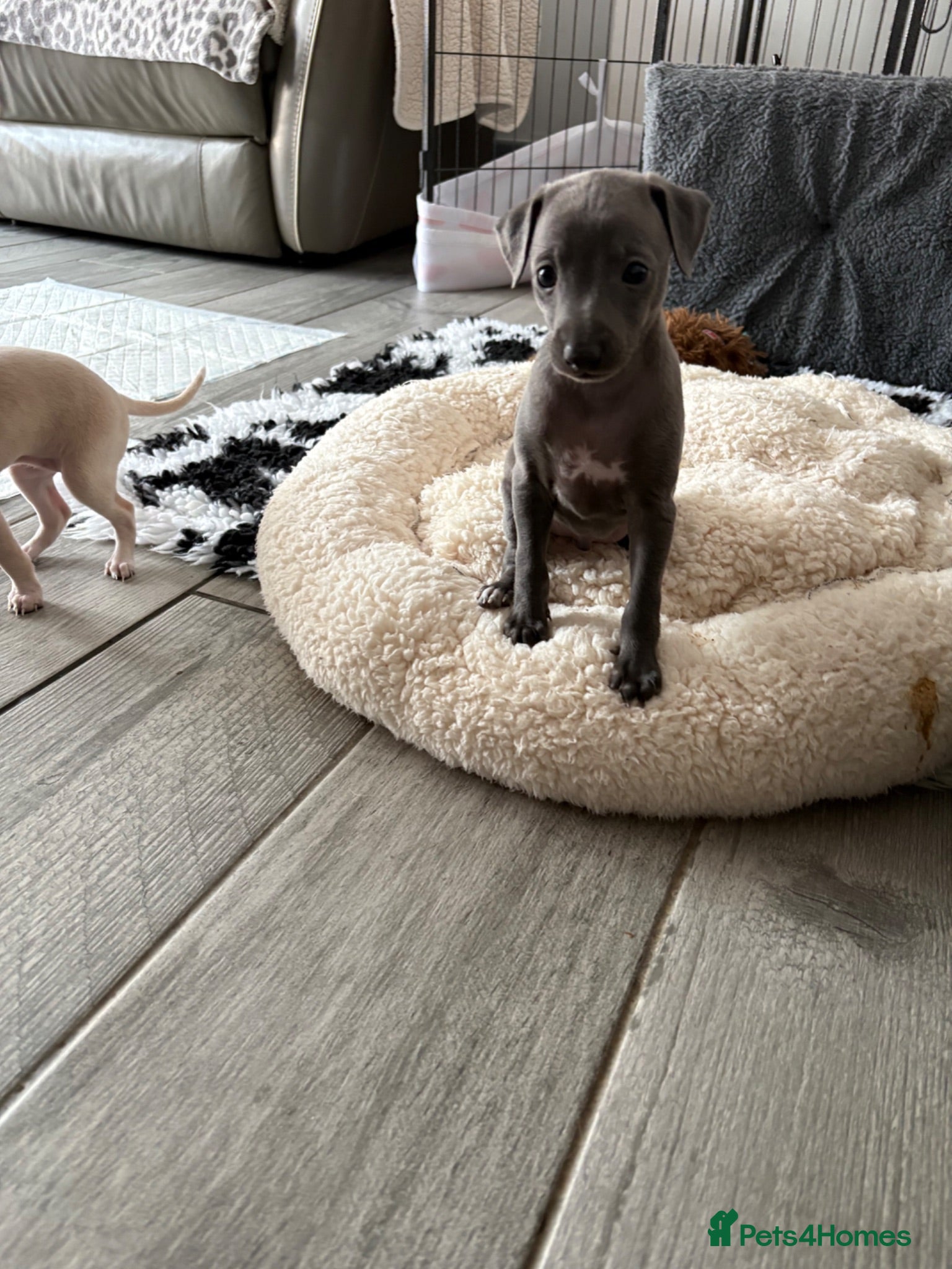 Italian Greyhound dogs Stunning boy ( 4 weeks old )  - Advert 6