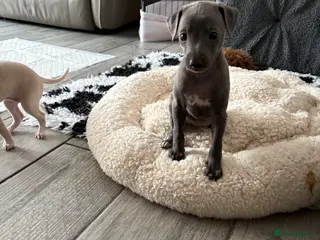 Italian Greyhound dogs Stunning boy ( 4 weeks old ) - Advert 6