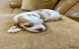 Cocker Spaniel dogs for sale: 4⭐️Licensed KC Reg English Show Cocker Spaniel - Image 20