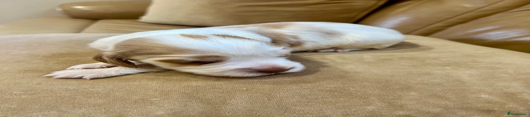 Cocker Spaniel Puppy 7