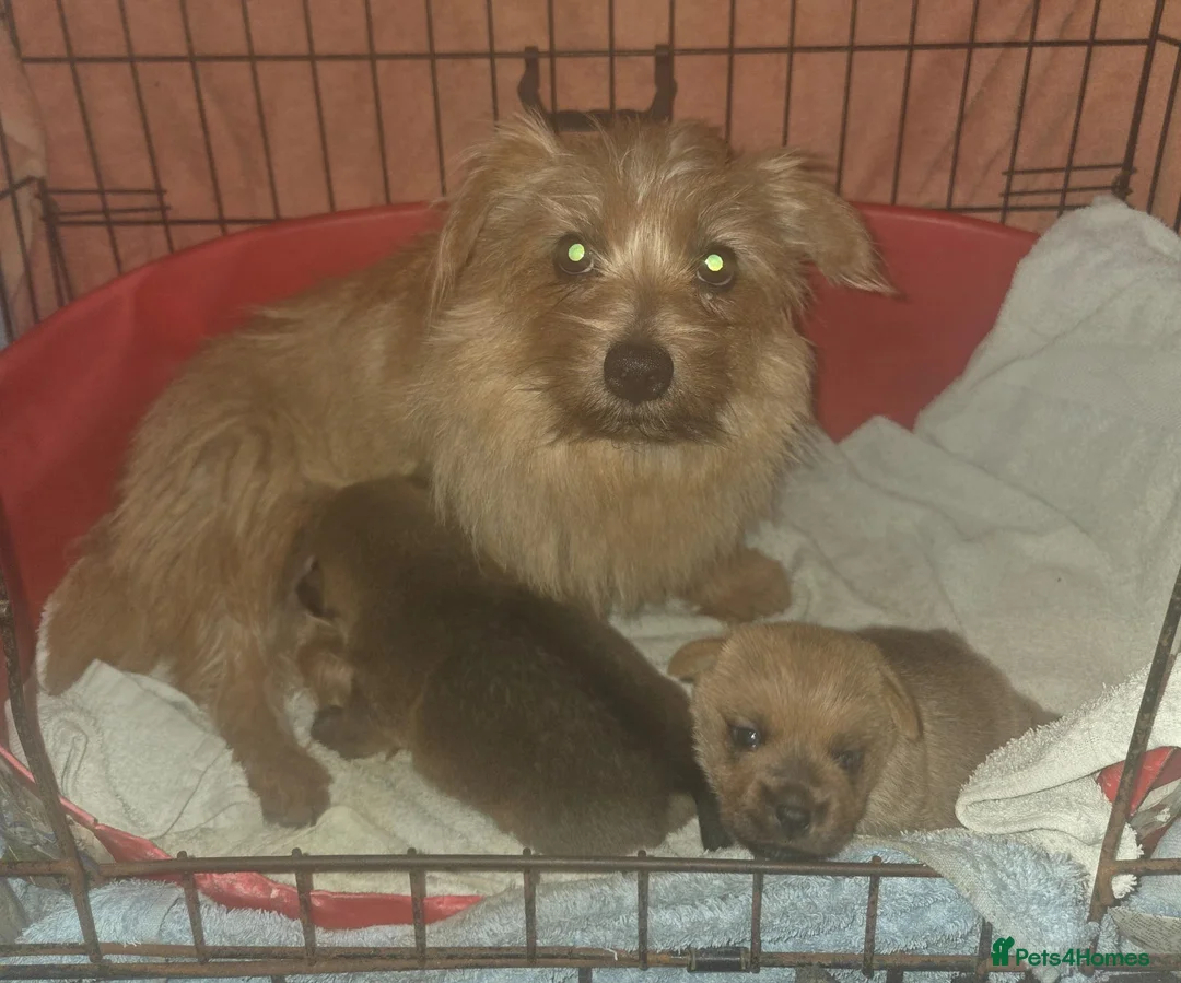 Norfolk Terrier dogs for sale: KC Norfolk Terrier pups - Advert 1