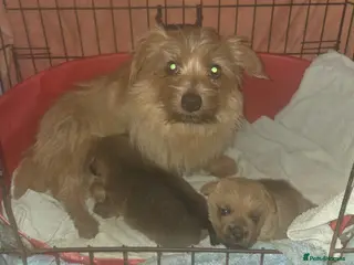 Norfolk Terrier dogs KC Norfolk Terrier pups - Advert 3
