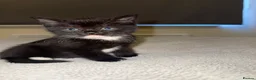 Scottish Fold cats for sale: Beautiful Scottish Fold Mix Kittens 2 Girls 1 boy in Wallington - Advert 30