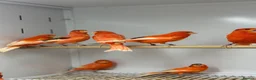 Canaries birds for sale: Red factor canaries  - Advert 5