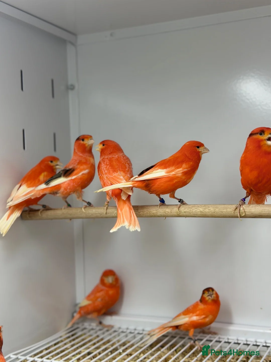Canaries birds for sale: Red factor canaries  - Advert 5