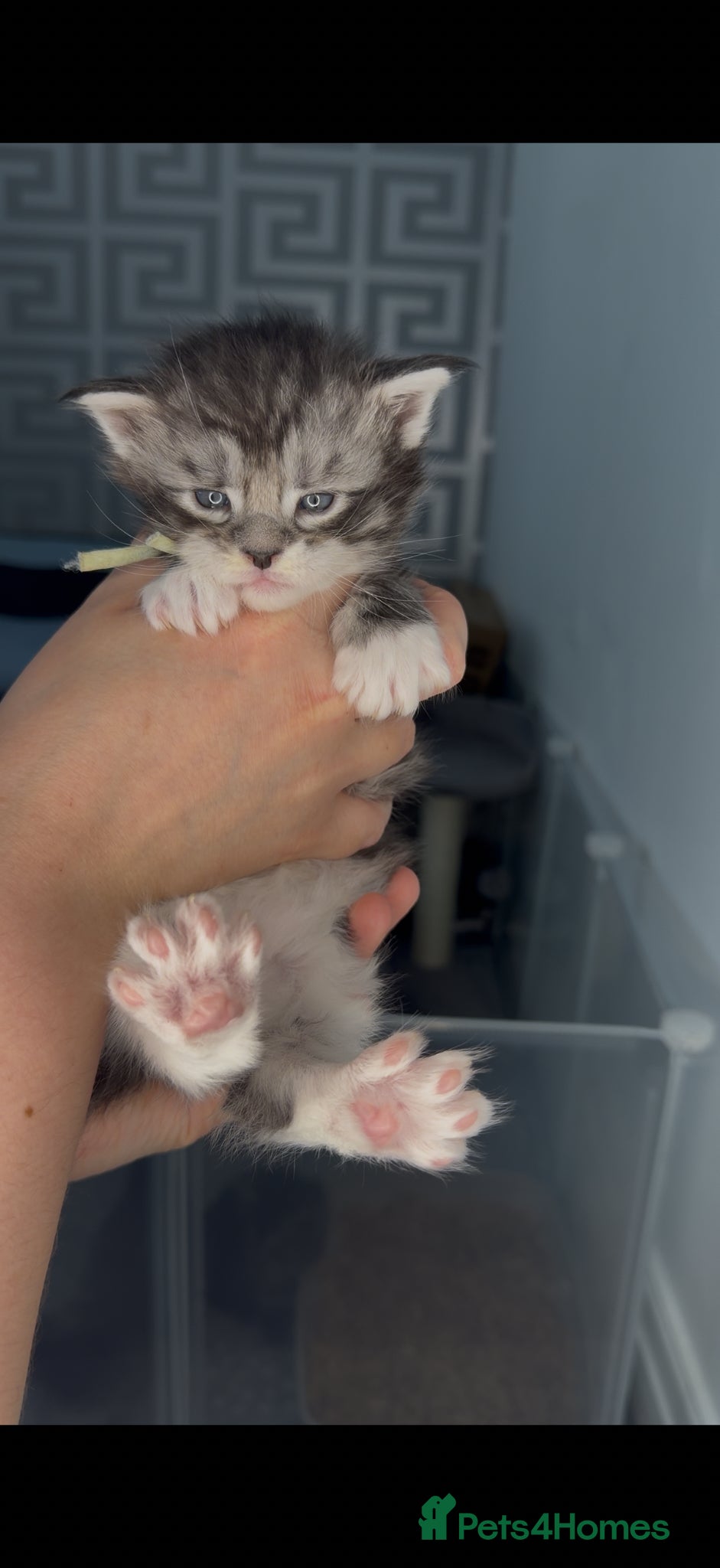 Maine Coon cats Stunning 2 Boys and 1 Girl - Advert 13