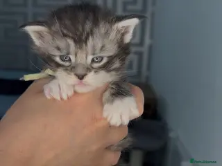 Maine Coon cats Stunning 2 Boys and 1 Girl - Advert 13