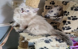 Ragdoll cats for sale: beautiful Ragdool ready for new parents - Image 9