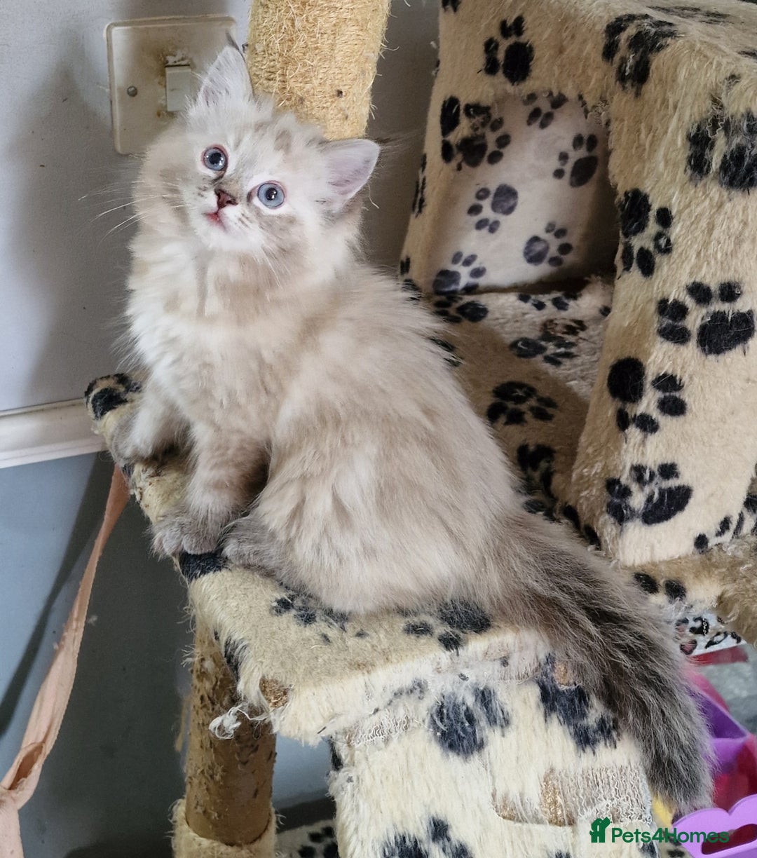 Ragdoll cats for sale: beautiful Ragdool ready for new parents - Image 9