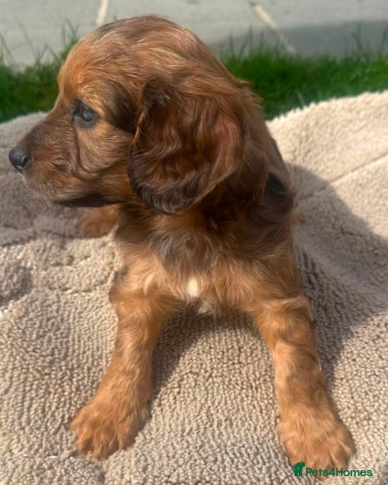 Cockapoo dogs F1 cockerpoo puppies  - Advert 5