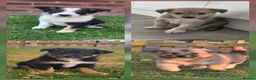 Mixed Breed dogs for sale: 🐶 Gorgeous Border Collie Cross Puppies - Advert 11