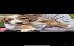 Australian Labradoodle dogs for sale: Beautiful Australian Labradoodle x pups!  - Image 7