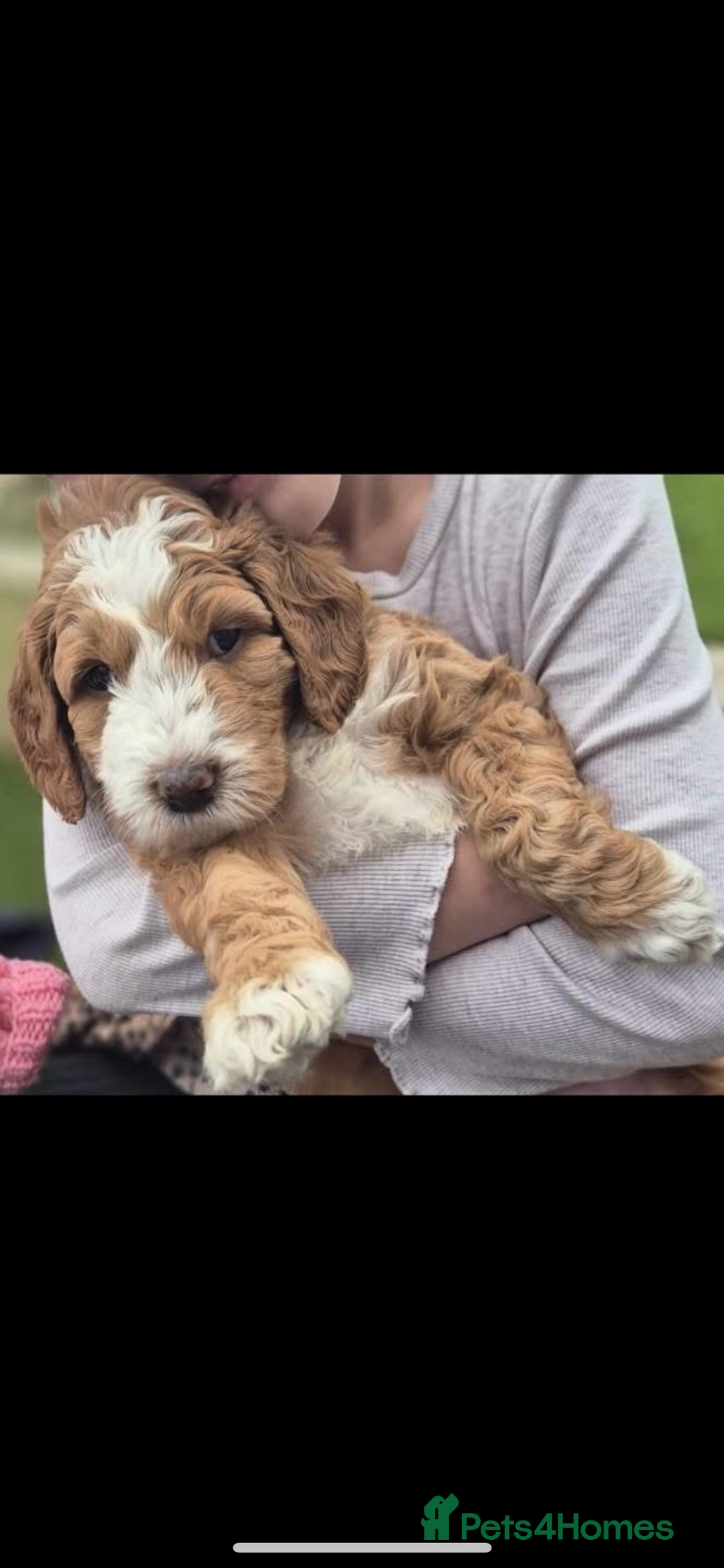 Australian Labradoodle dogs for sale: Beautiful Australian Labradoodle x pups!  - Image 7