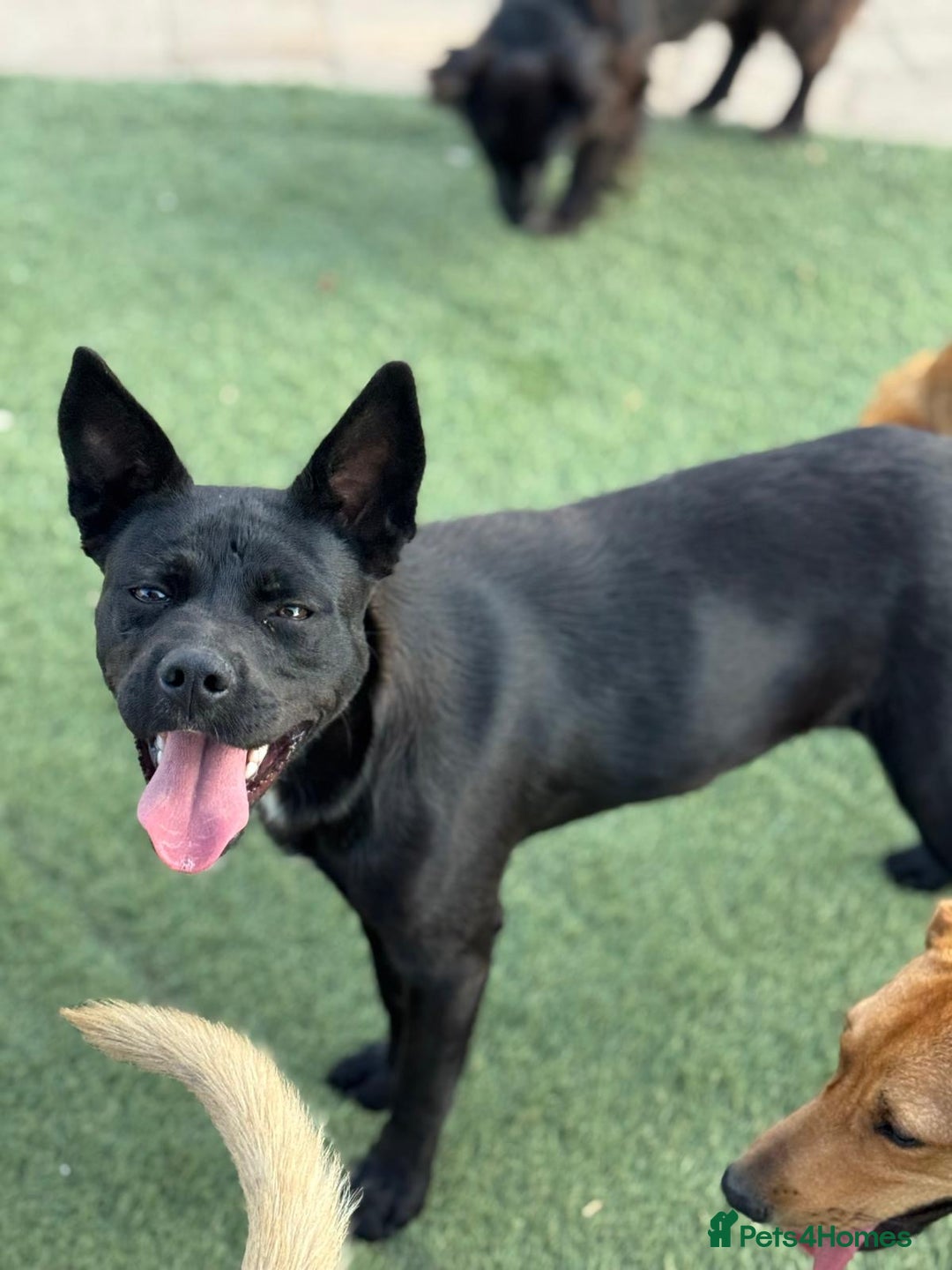 Mixed Breed dogs for adoption: Loving Beatrix looking For LOVE - Image 17