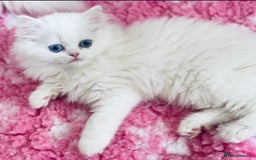 Persian cats for sale: Pure White Persian Girls BLUE EYES & full hearing - Image 6