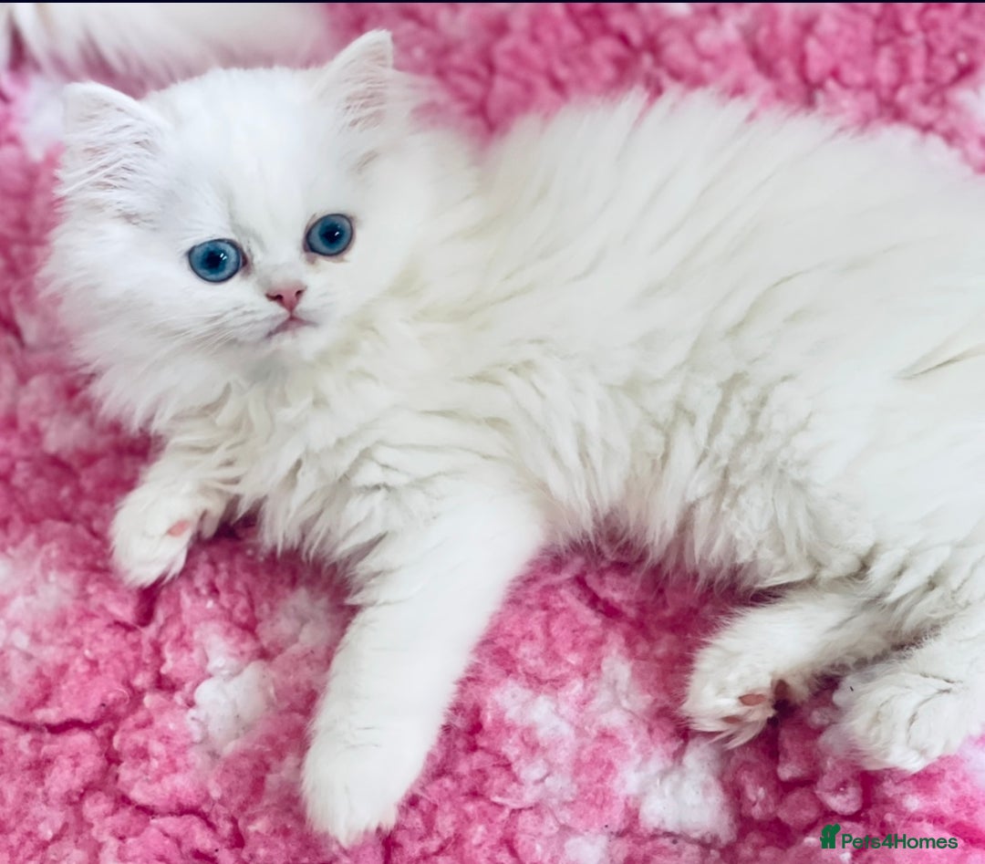 Persian cats for sale: Pure White Persian Girls BLUE EYES & full hearing - Image 6