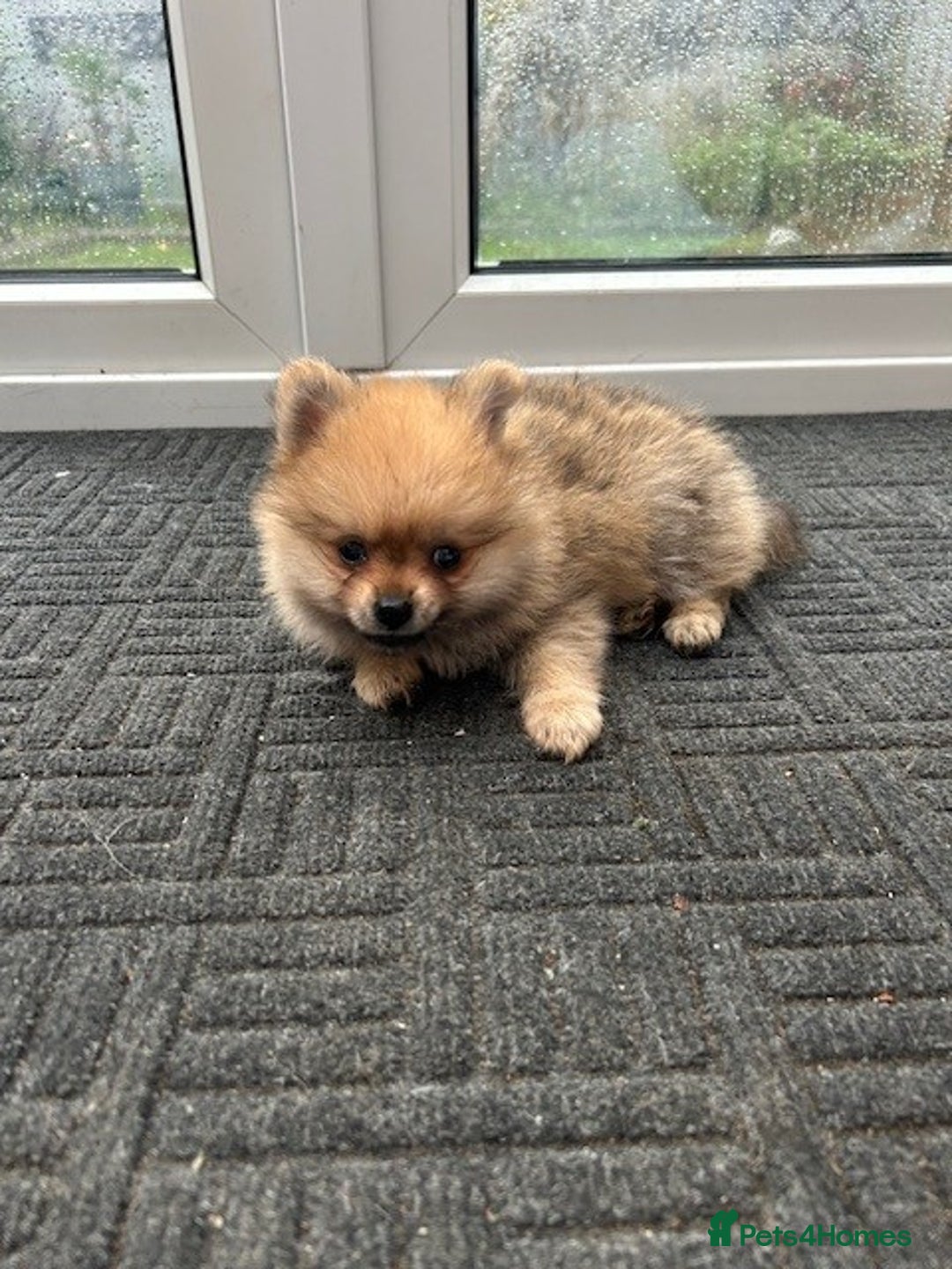 Pomeranian dogs for sale: Tiny Pomeranian Puppies - Advert 26